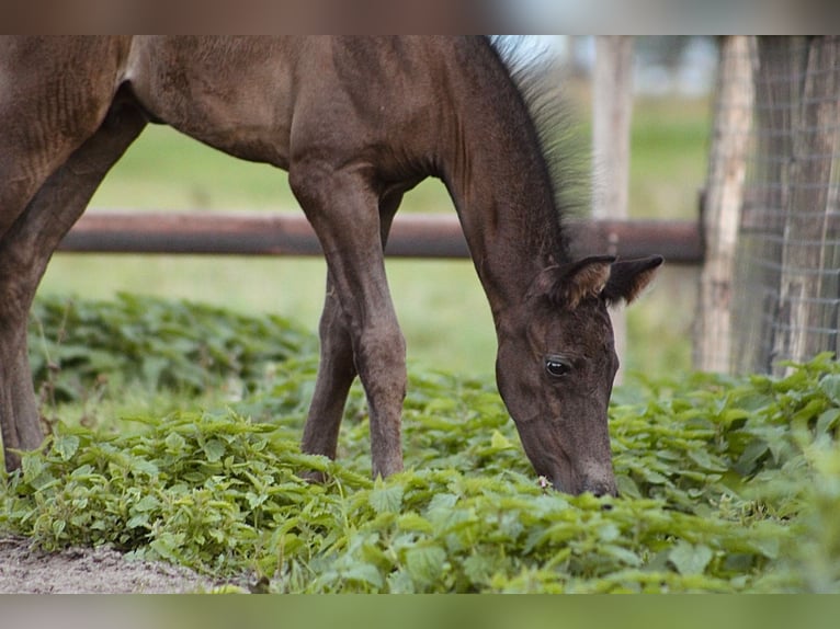 Andalusian Mix Mare 5 years 15,1 hh Grey-Blue-Tan in Oudewater