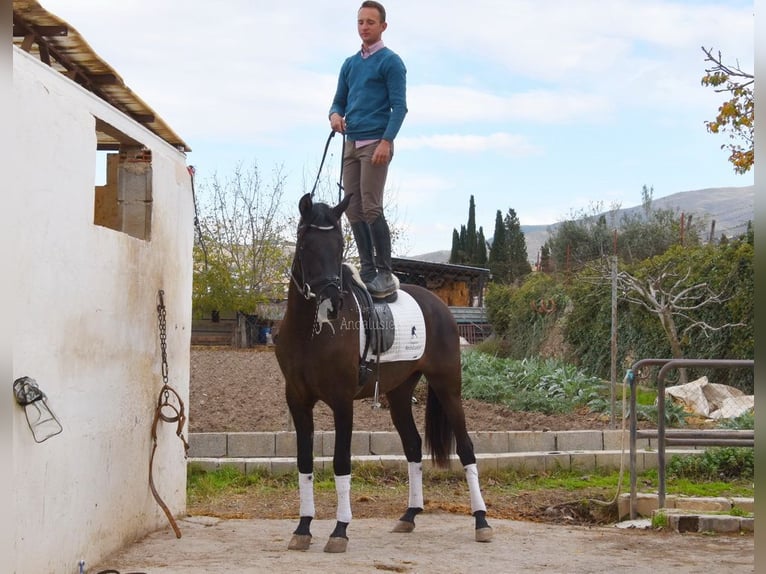 Andalusian Mare 5 years 15,2 hh Black in Provinz Granada