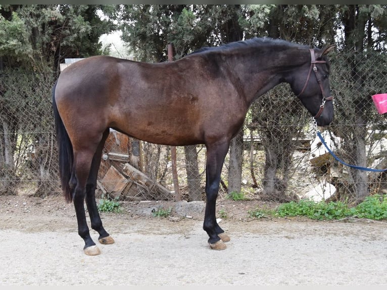 Andalusian Mare 5 years 15,2 hh Black in Provinz Granada