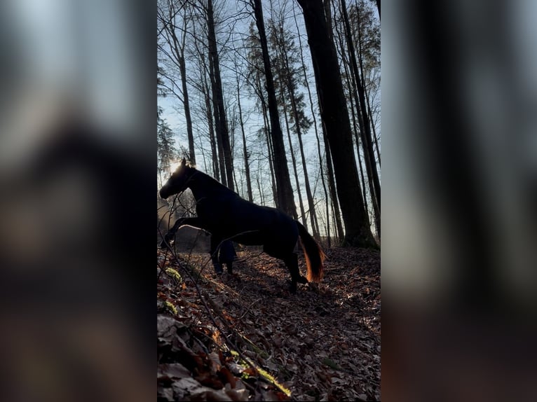 Andalusian Mix Mare 5 years 15,2 hh Black in Freudenberg