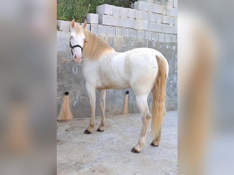 Andalusian Mare 5 years 15,2 hh Cremello in Carde&#xF1;a