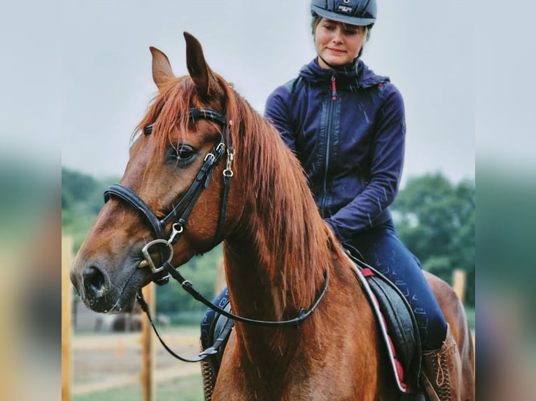 Andalusian Mare 5 years 16 hh Chestnut in Thyrow