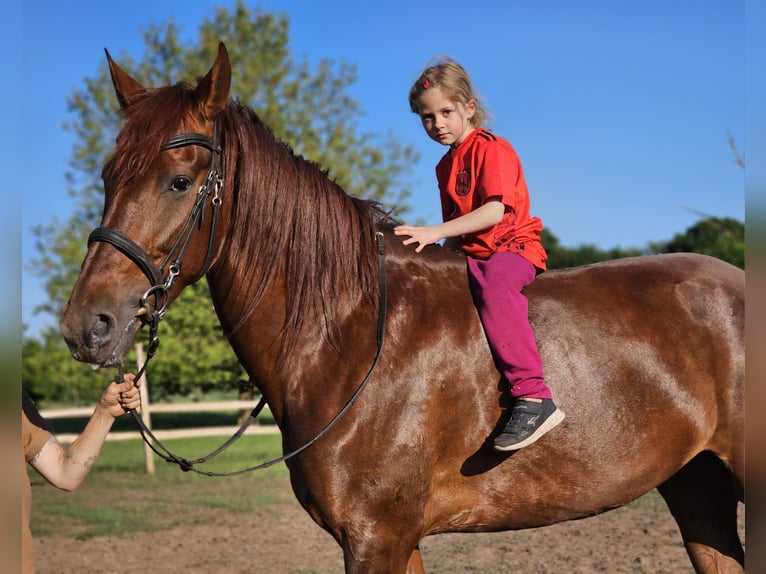 Andalusian Mare 5 years 16 hh Chestnut in Thyrow
