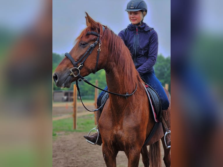 Andalusian Mare 5 years 16 hh Chestnut in Thyrow