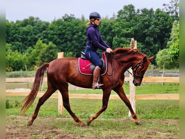 Andalusian Mare 5 years 16 hh Chestnut in Thyrow