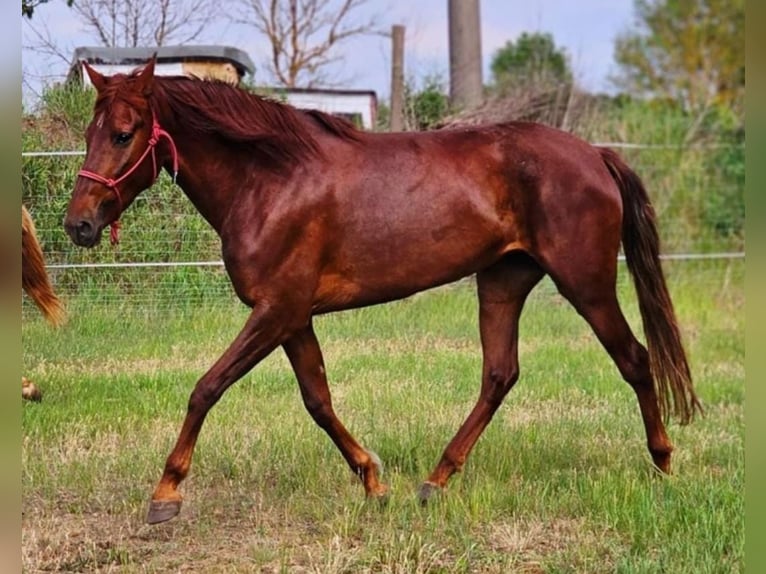 Andalusian Mare 5 years 16 hh Chestnut in Thyrow