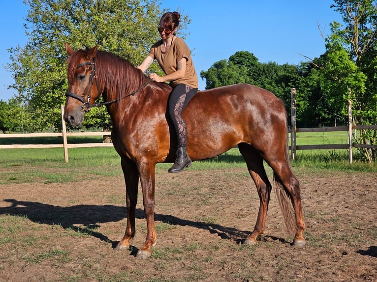 Andalusian Mare 5 years 16 hh Chestnut in Thyrow