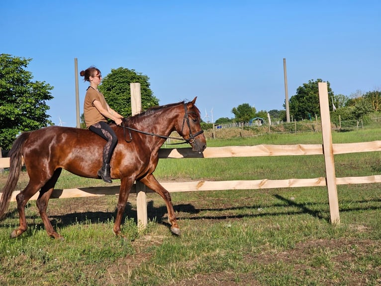 Andalusian Mare 5 years 16 hh Chestnut in Thyrow