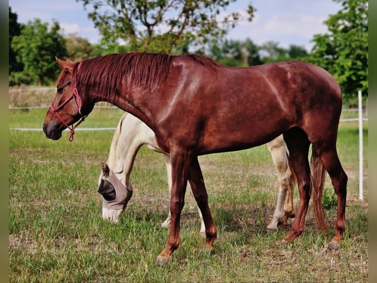 Andalusian Mare 5 years 16 hh Chestnut in Thyrow
