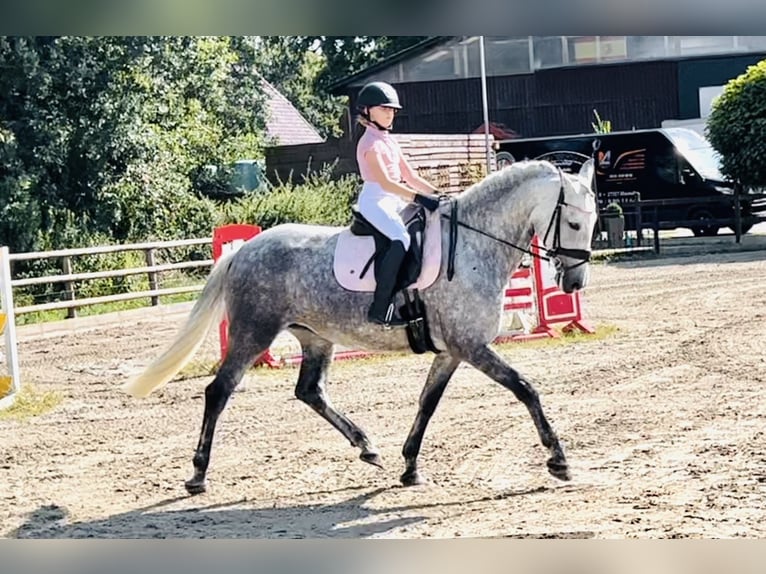 Andalusian Mare 5 years 16 hh Gray in Martfeld