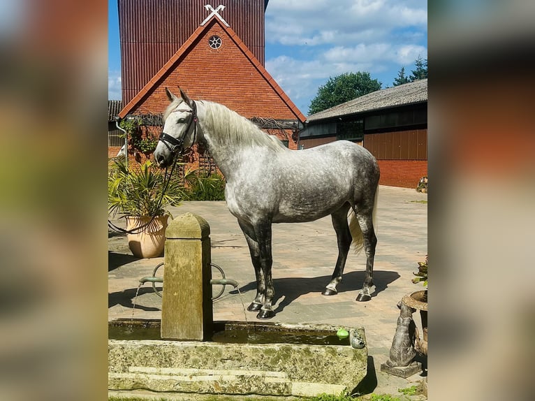 Andalusian Mare 5 years 16 hh Gray in Martfeld