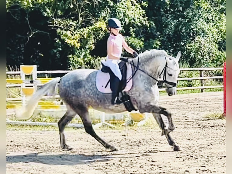 Andalusian Mare 5 years 16 hh Gray in Martfeld