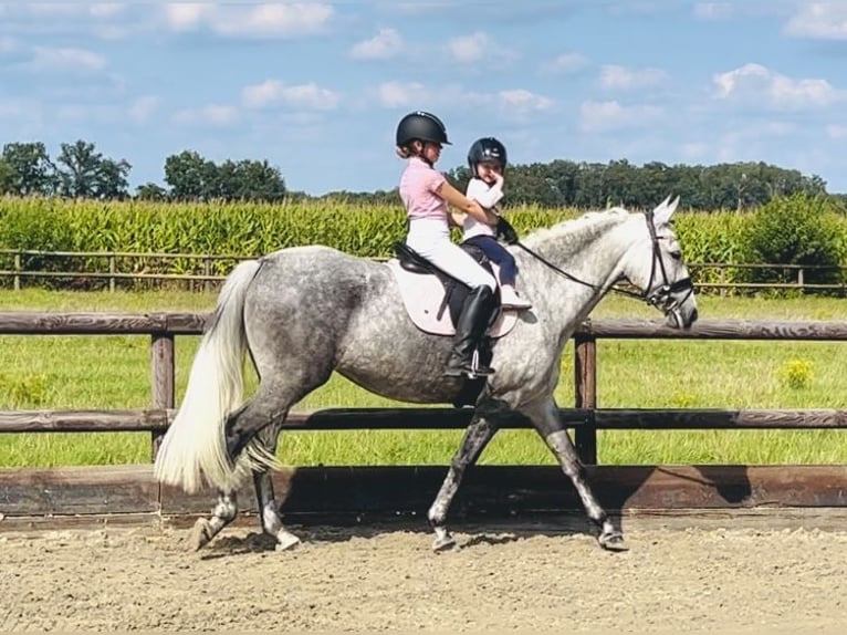 Andalusian Mare 5 years 16 hh Gray in Martfeld