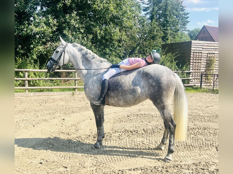 Andalusian Mare 5 years 16 hh Gray in Martfeld