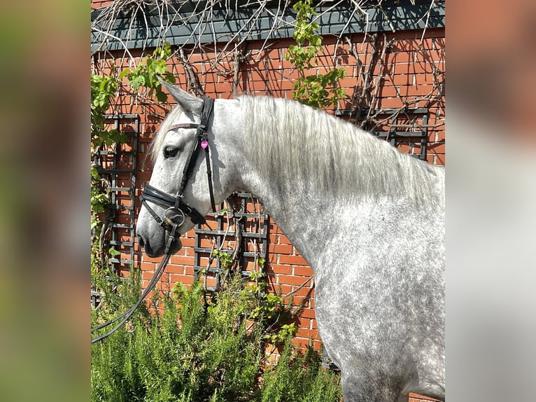 Andalusian Mare 5 years 16 hh Gray in Martfeld