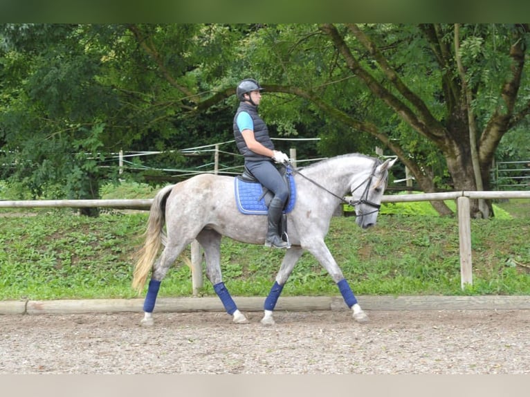 Andalusian Mare 5 years 16 hh Gray in Wellheim