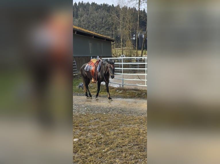 Andalusian Mare 5 years 16 hh Grey in Homberg (Efze)