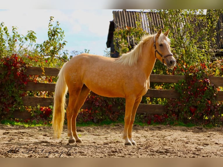Andalusian Mare 5 years 16 hh Palomino in Polenz