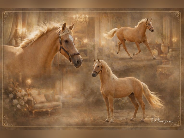 Andalusian Mare 5 years 16 hh Palomino in Polenz