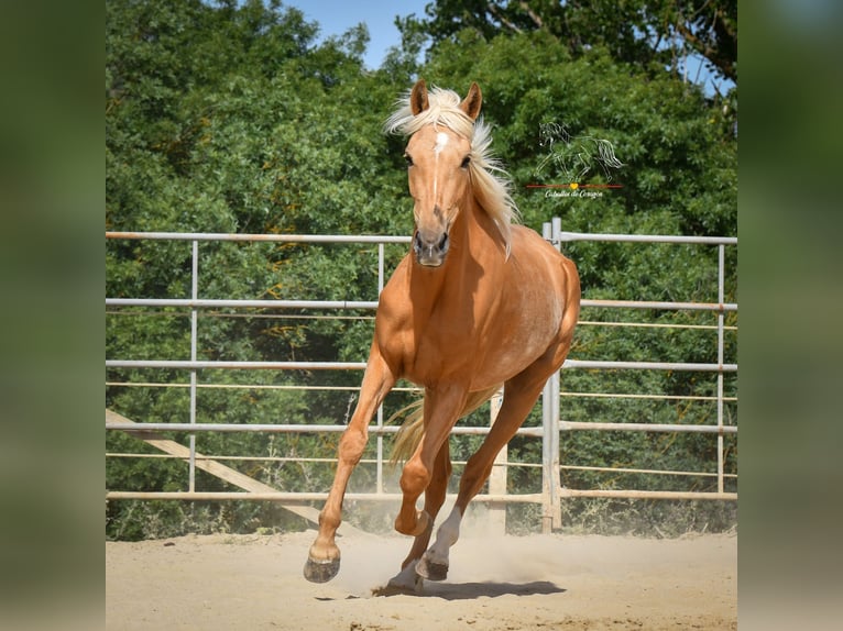 Andalusian Mare 5 years 16 hh Palomino in Malaga