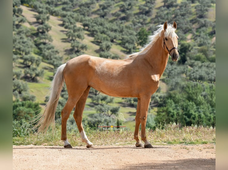 Andalusian Mare 5 years 16 hh Palomino in Malaga