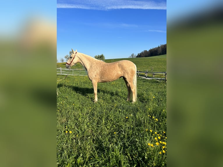 Andalusian Mare 6 years 14,2 hh Palomino in Aeugst am Albis