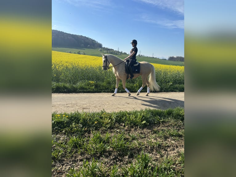 Andalusian Mare 6 years 14,2 hh Palomino in Aeugst am Albis