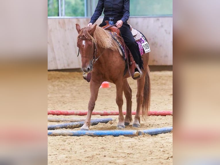 Andalusian Mare 6 years 14 hh Chestnut-Red in Wald