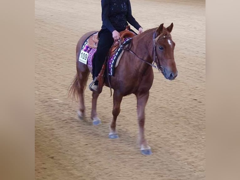 Andalusian Mare 6 years 14 hh Chestnut-Red in Wald
