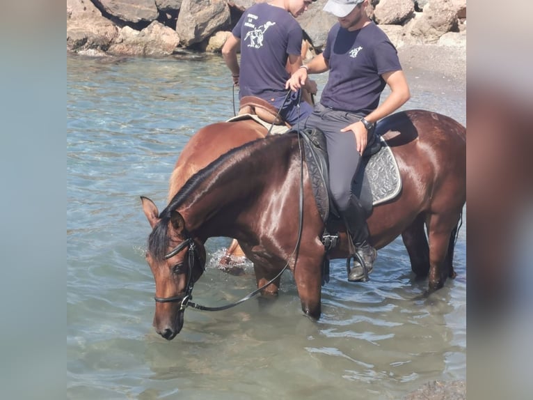 Andalusian Mare 6 years 14,2 hh Brown in Adra Almeria