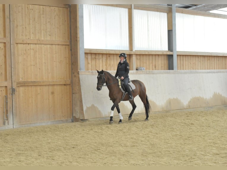Andalusian Mare 6 years 14,3 hh Brown in Wellheim