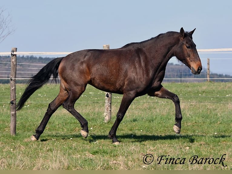 Andalusian Mare 6 years 15.1 hh Brown in Wiebelsheim