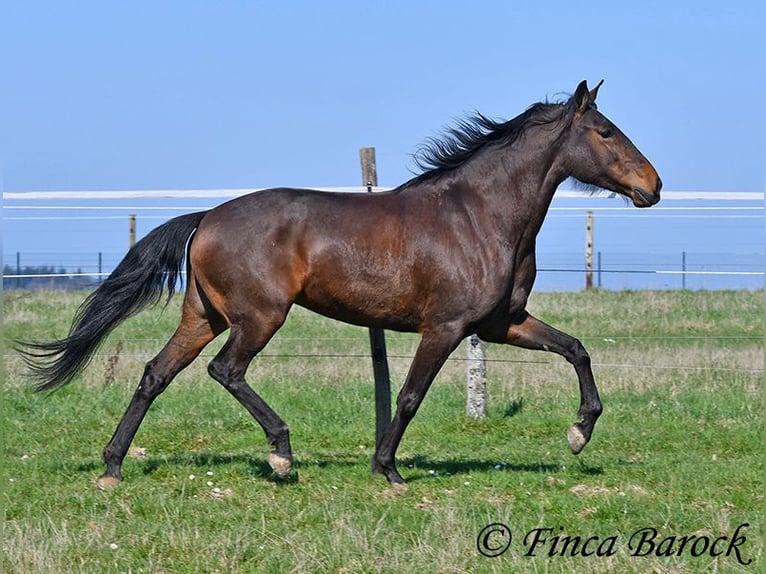 Andalusian Mare 6 years 15.1 hh Brown in Wiebelsheim