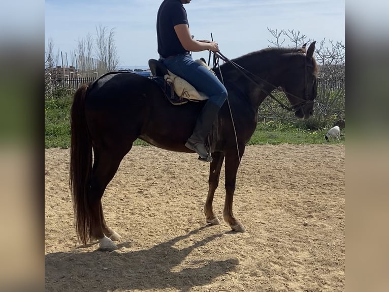 Andalusian Mare 6 years 15,1 hh Chestnut in Torremolinos