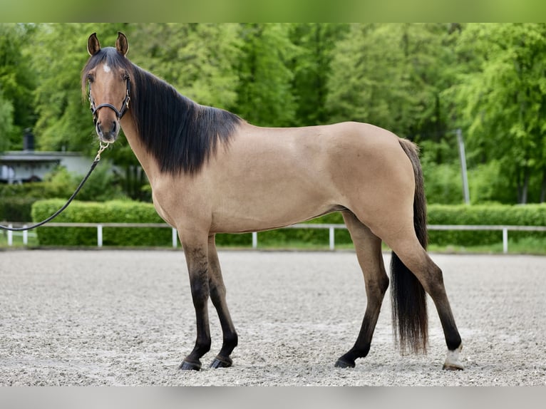 Andalusian Mare 6 years 15,1 hh Dun in Neustadt (Wied)