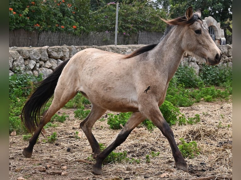 Andalusian Mare 6 years 15,1 hh Dun in Mallorca