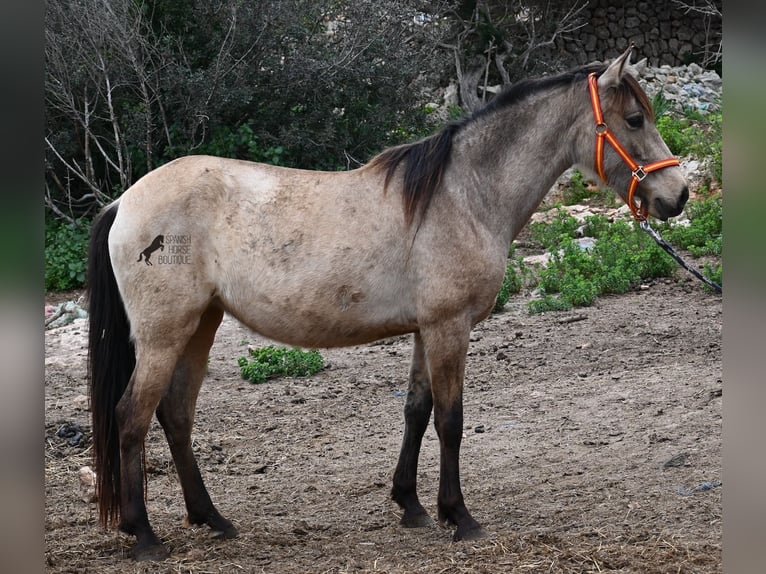 Andalusian Mare 6 years 15,1 hh Dun in Mallorca