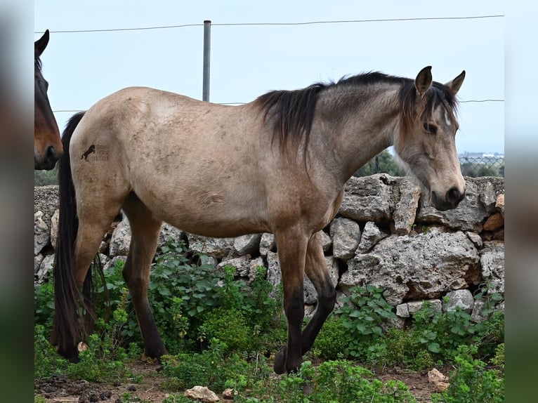 Andalusian Mare 6 years 15,1 hh Dun in Mallorca