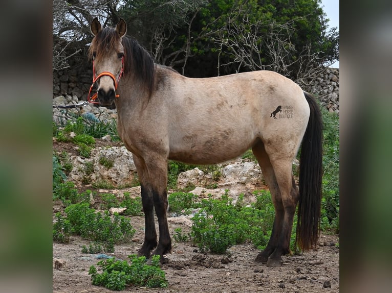 Andalusian Mare 6 years 15,1 hh Dun in Mallorca