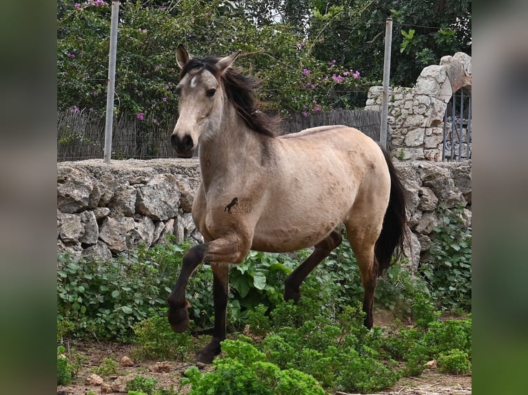 Andalusian Mare 6 years 15,1 hh Dun in Mallorca