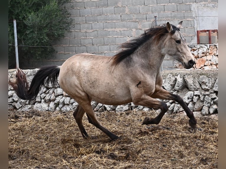 Andalusian Mare 6 years 15,1 hh Dun in Mallorca