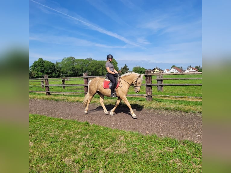 Andalusian Mix Mare 6 years 15,1 hh Dun in Karlshuld