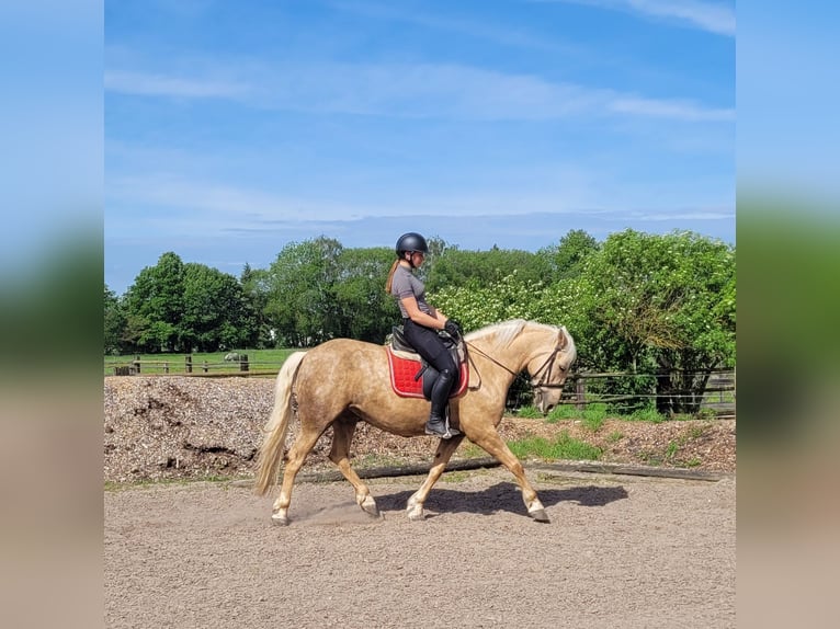 Andalusian Mix Mare 6 years 15,1 hh Dun in Karlshuld