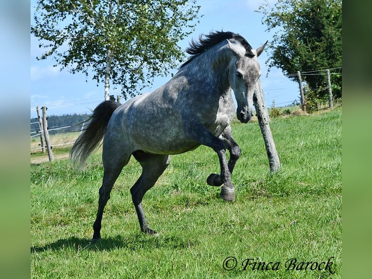 Andalusian Mare 6 years 15,1 hh Gray in Wiebelsheim