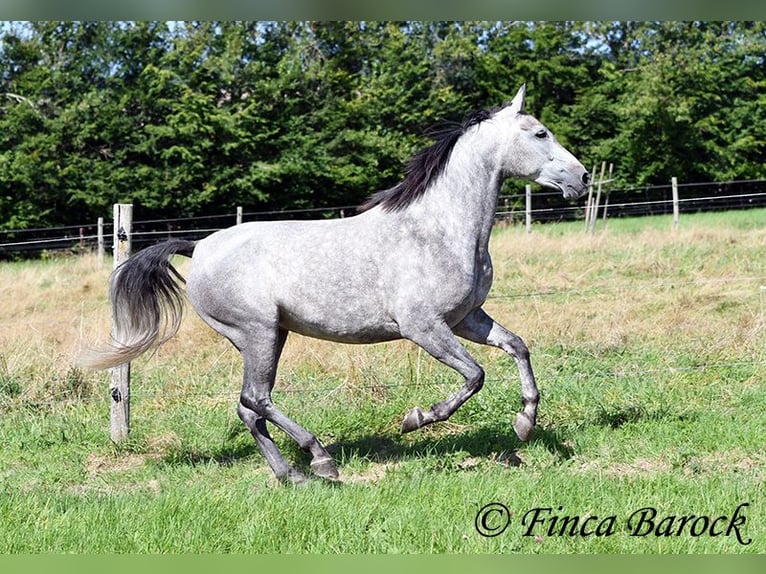 Andalusian Mare 6 years 15,1 hh Gray in Wiebelsheim