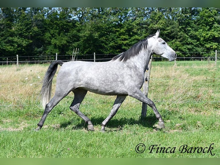 Andalusian Mare 6 years 15,1 hh Gray in Wiebelsheim