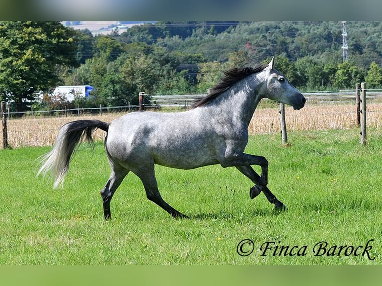 Andalusian Mare 6 years 15,1 hh Gray in Wiebelsheim