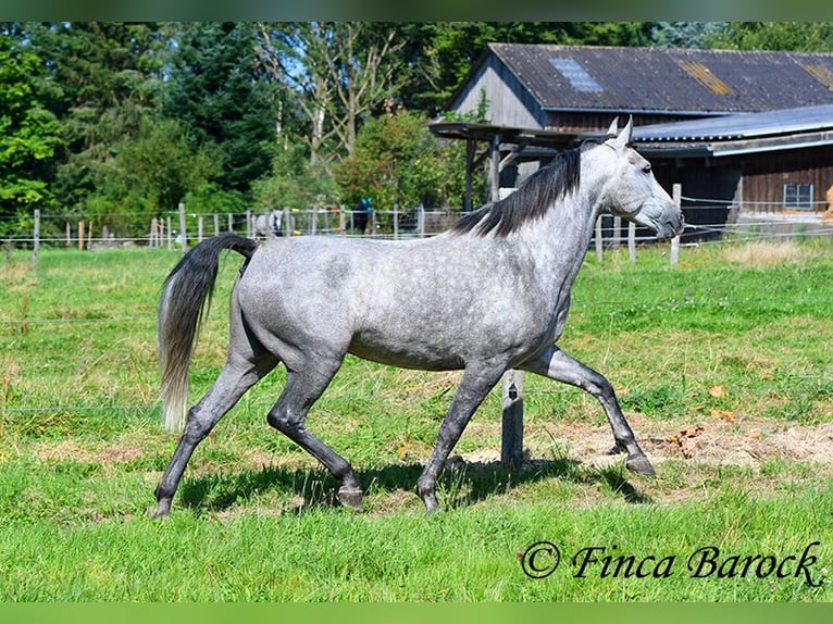 Andalusian Mare 6 years 15,1 hh Gray in Wiebelsheim