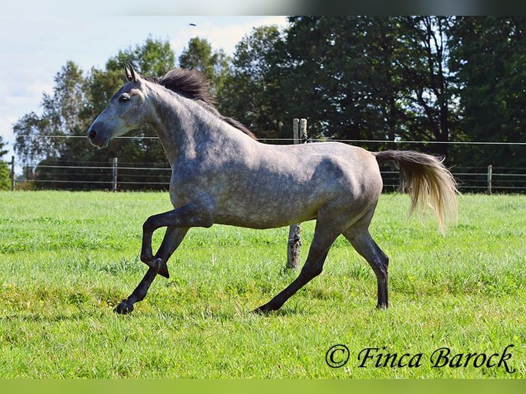 Andalusian Mare 6 years 15,1 hh Gray in Wiebelsheim