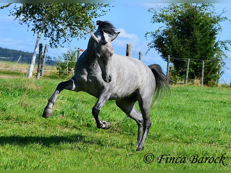 Andalusian Mare 6 years 15,1 hh Gray in Wiebelsheim